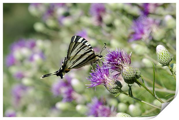 Swallowtail Butterfly Resting Print by Oliver Porter