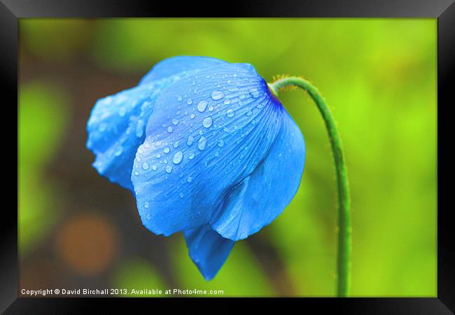 Meconopsis - Blue Poppy Framed Print by David Birchall