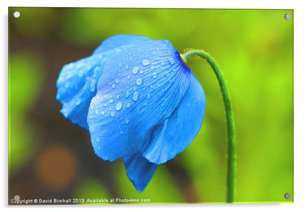 Meconopsis - Blue Poppy Acrylic by David Birchall
