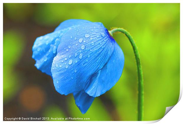 Meconopsis - Blue Poppy Print by David Birchall
