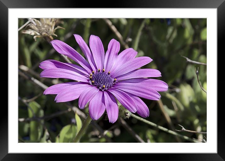 Purple Echinacea Framed Mounted Print by Oliver Porter