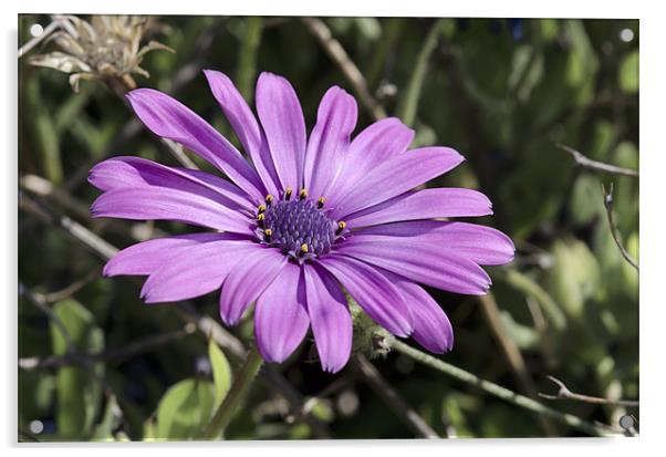 Purple Echinacea Acrylic by Oliver Porter