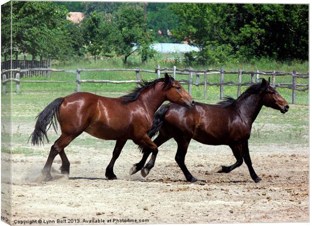 Hungarian Puszta Horses Canvas Print by Lynn Bolt