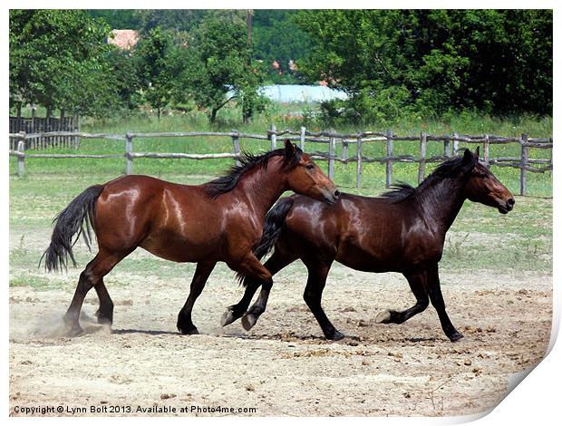 Hungarian Puszta Horses Print by Lynn Bolt
