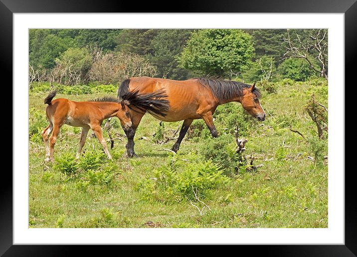 New Forest Pony and Foal Framed Mounted Print by Tony Murtagh