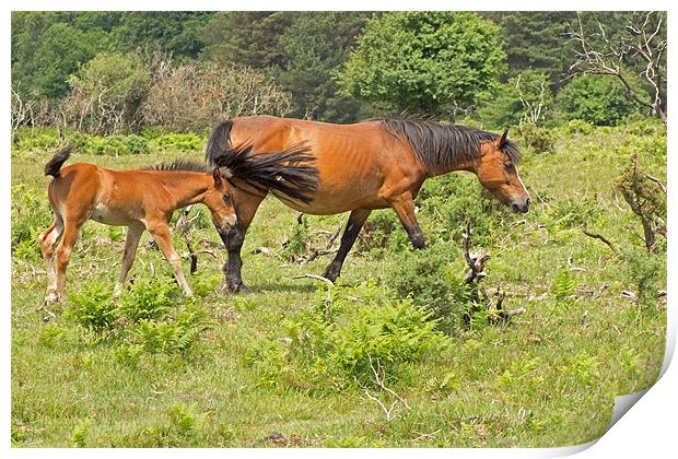 New Forest Pony and Foal Print by Tony Murtagh