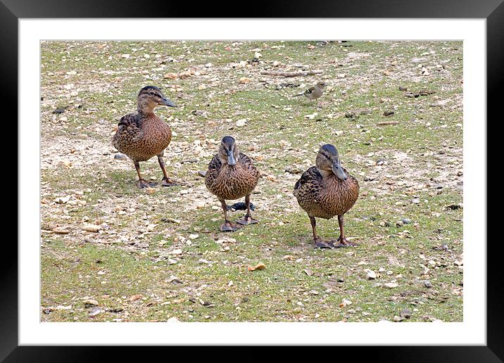 Ducklings Framed Mounted Print by Tony Murtagh