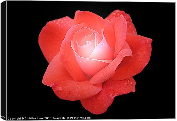 Rose Red Canvas Print by Christine Lake