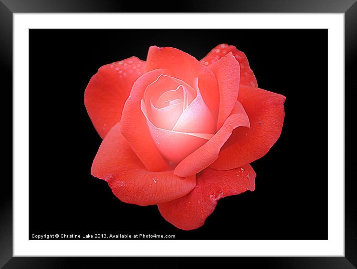 Rose Red Framed Mounted Print by Christine Lake
