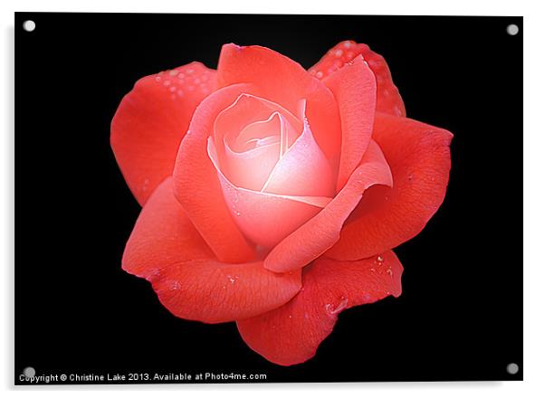 Rose Red Acrylic by Christine Lake