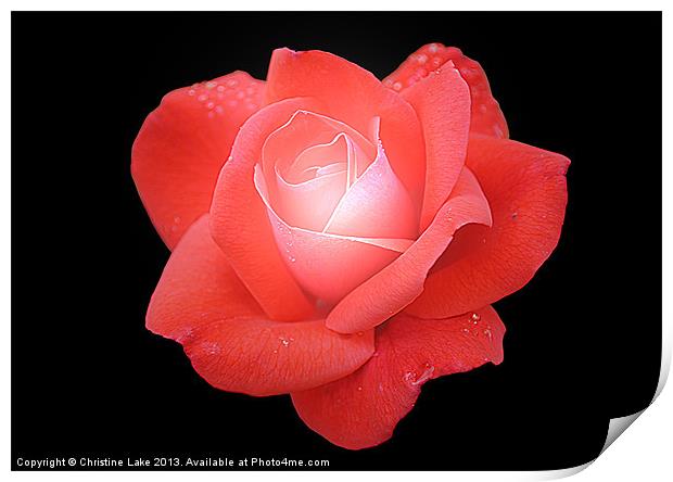 Rose Red Print by Christine Lake