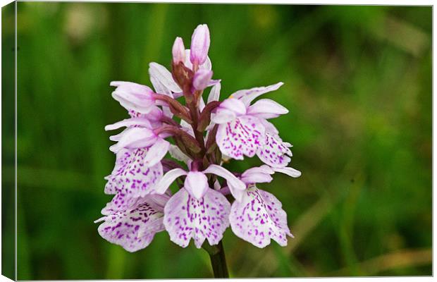 Heath Spotted Orchid Canvas Print by Tony Murtagh
