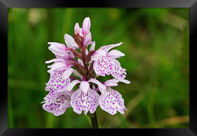 Heath Spotted Orchid Framed Print by Tony Murtagh