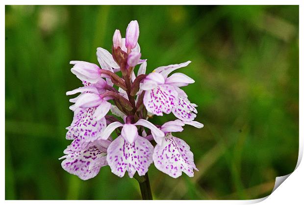 Heath Spotted Orchid Print by Tony Murtagh