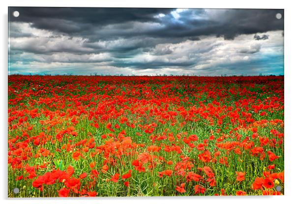 Poppy Field Acrylic by Simon West