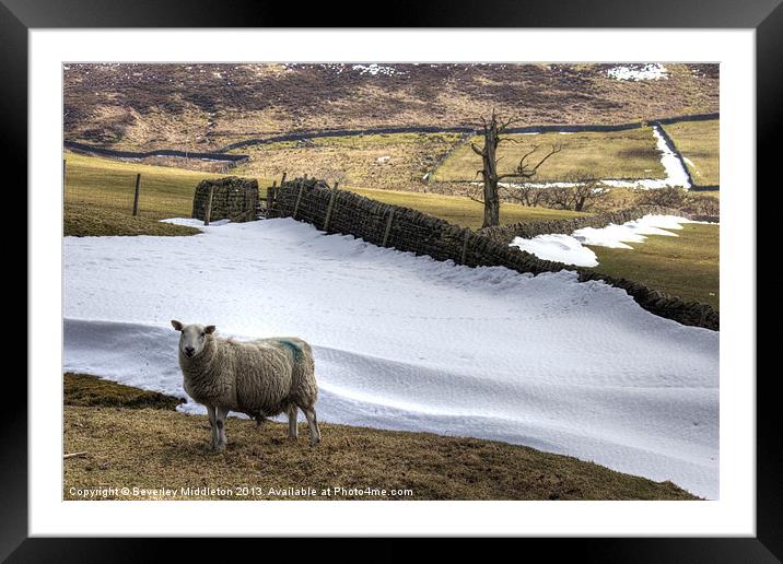 The lone Sheep Framed Mounted Print by Beverley Middleton