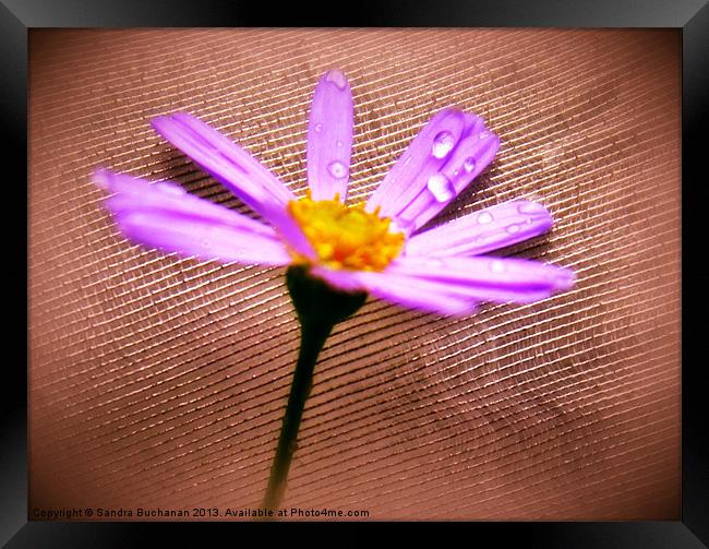 Lilac Shimmer Framed Print by Sandra Buchanan