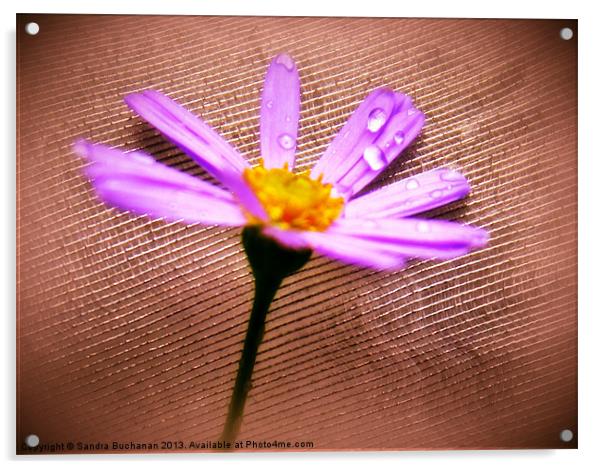 Lilac Shimmer Acrylic by Sandra Buchanan