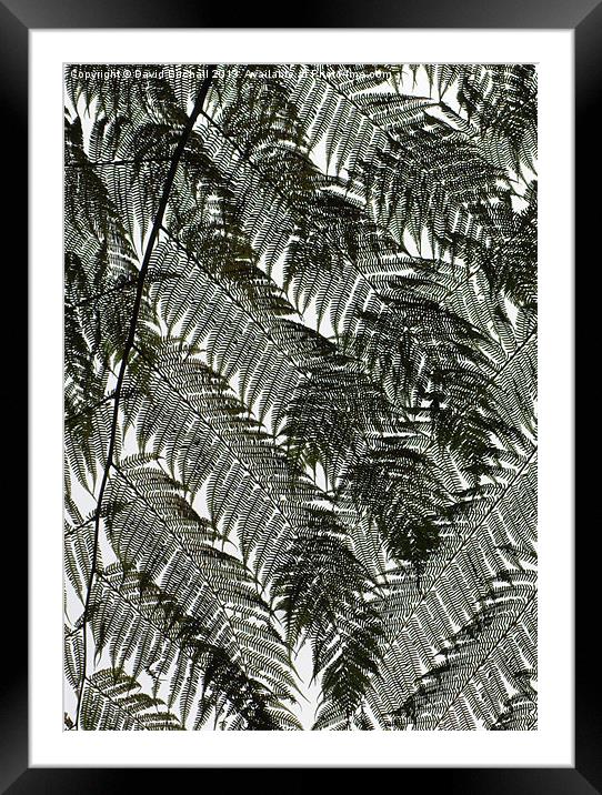 Leaf Or Lace ? Framed Mounted Print by David Birchall