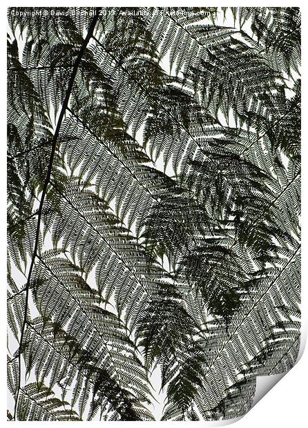 Leaf Or Lace ? Print by David Birchall