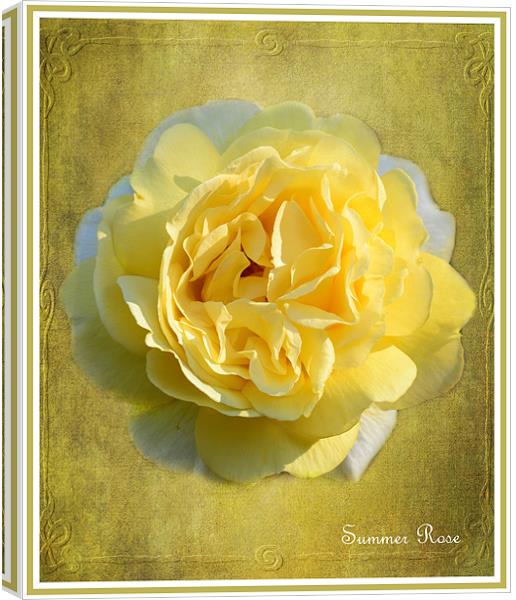 Summer Rose Canvas Print by Fine art by Rina