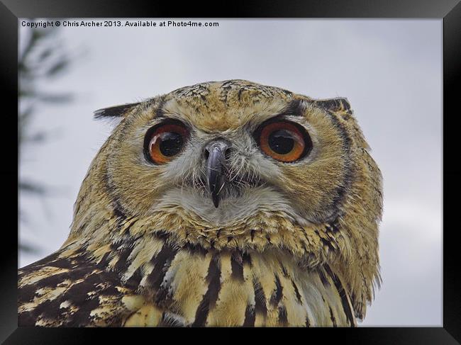 Beady Eyed Owl Framed Print by Chris Archer