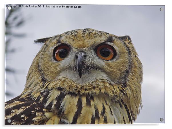 Beady Eyed Owl Acrylic by Chris Archer