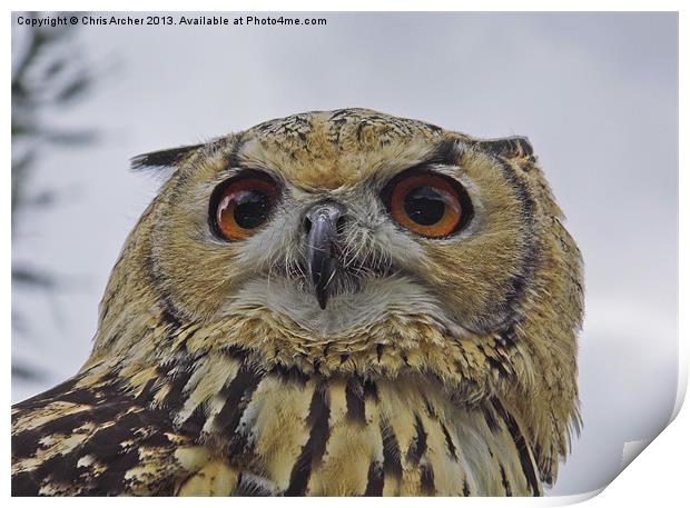 Beady Eyed Owl Print by Chris Archer