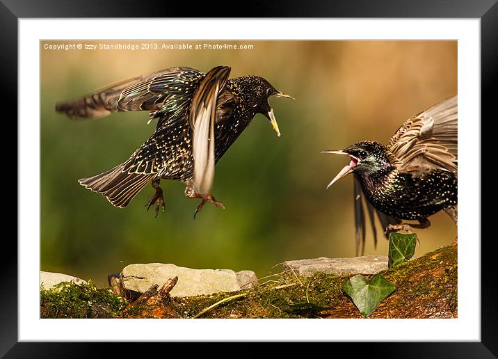 Starling squabble Framed Mounted Print by Izzy Standbridge
