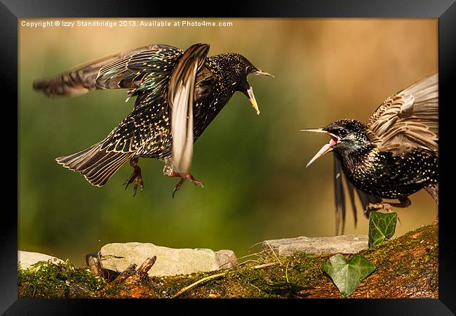 Starling squabble Framed Print by Izzy Standbridge