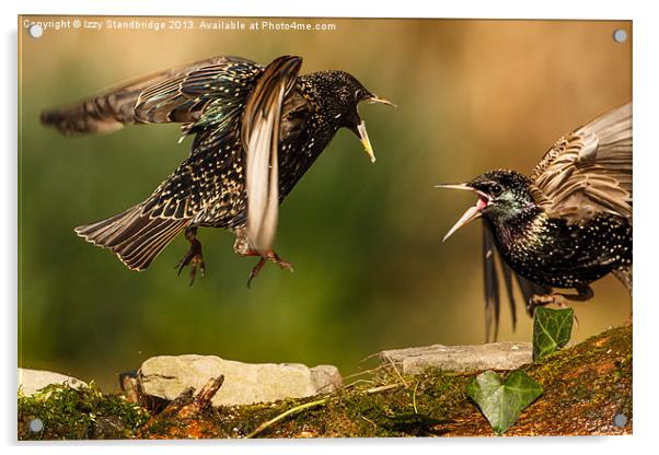 Starling squabble Acrylic by Izzy Standbridge