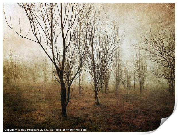 Young Trees Print by Ray Pritchard