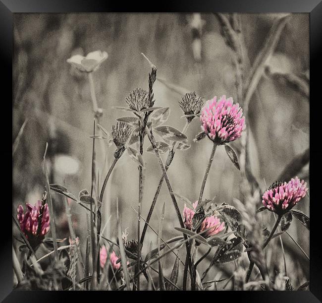 Wild Flowers Framed Print by Fraser Hetherington