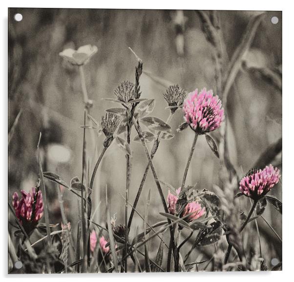 Wild Flowers Acrylic by Fraser Hetherington