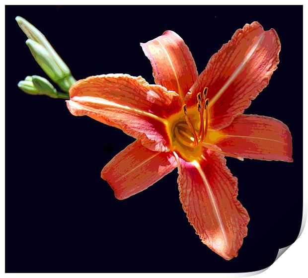 Sillohetted Lily Print by james balzano, jr.