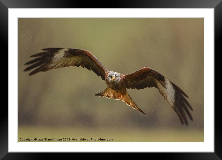 Head on view of red kite in the rain Framed Mounted Print by Izzy Standbridge