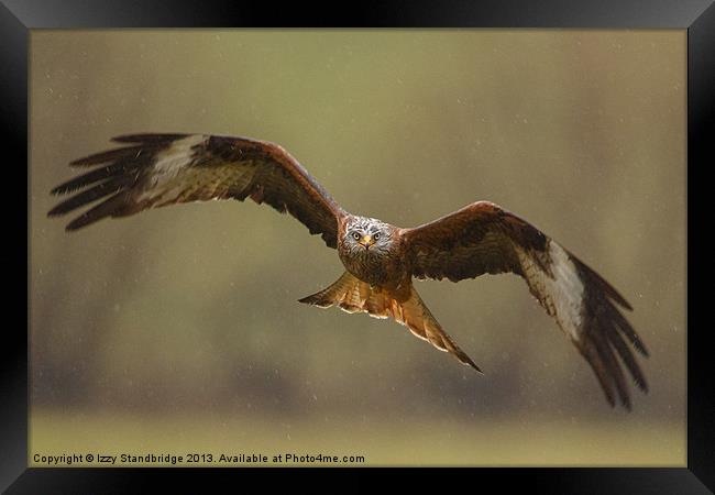 Head on view of red kite in the rain Framed Print by Izzy Standbridge