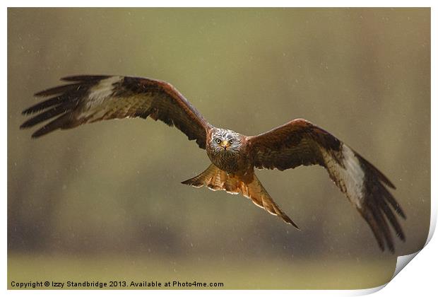 Head on view of red kite in the rain Print by Izzy Standbridge