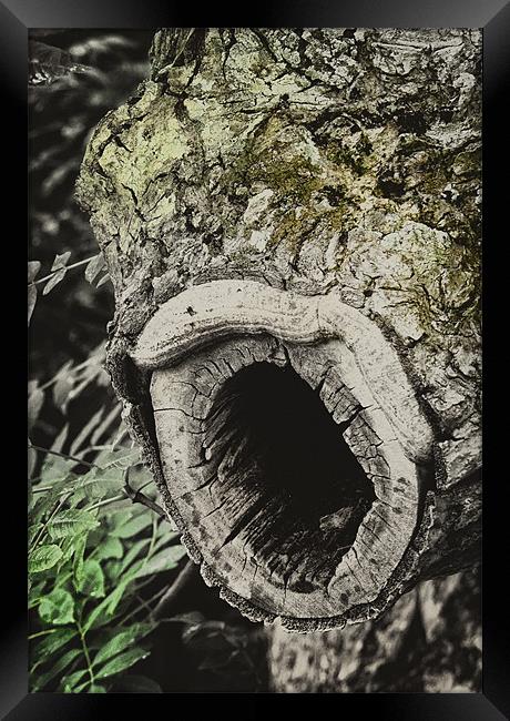 Wood Worm Framed Print by Fraser Hetherington