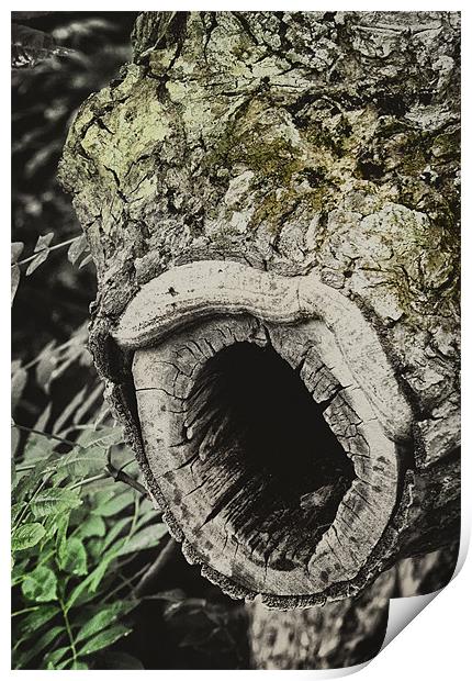 Wood Worm Print by Fraser Hetherington