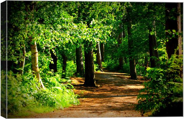 Forest Walk Canvas Print by Gail Surplice