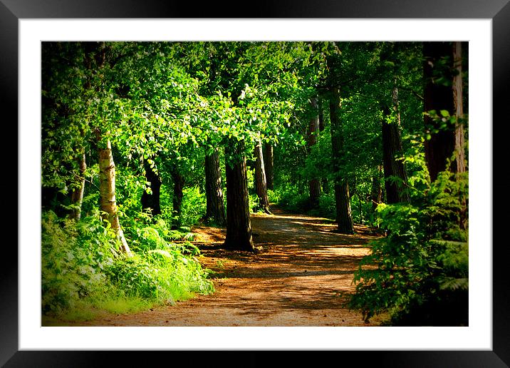 Forest Walk Framed Mounted Print by Gail Surplice