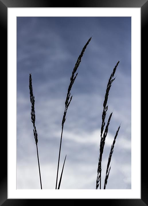 blue grass Framed Mounted Print by kev bates