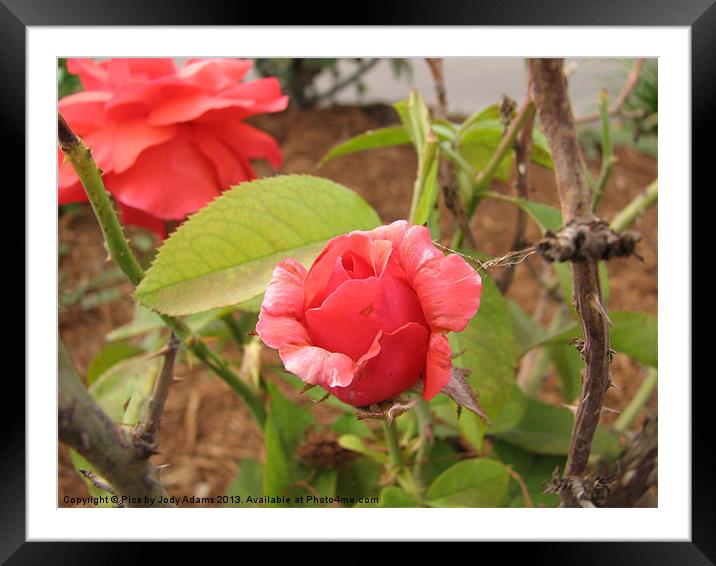 The Rosebud1 Framed Mounted Print by Pics by Jody Adams