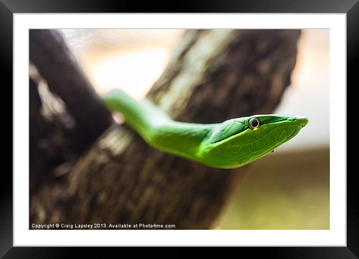 green vine snake Framed Mounted Print by Craig Lapsley
