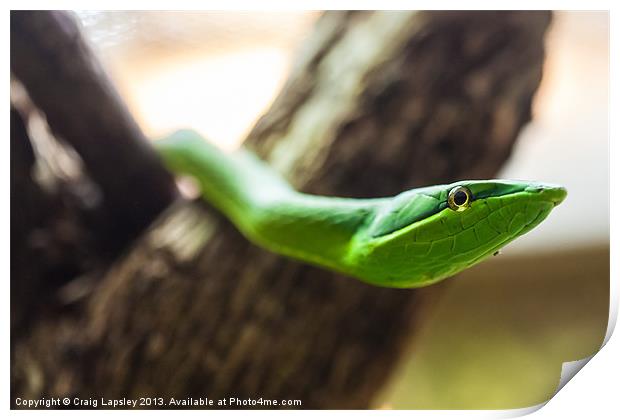 green vine snake Print by Craig Lapsley