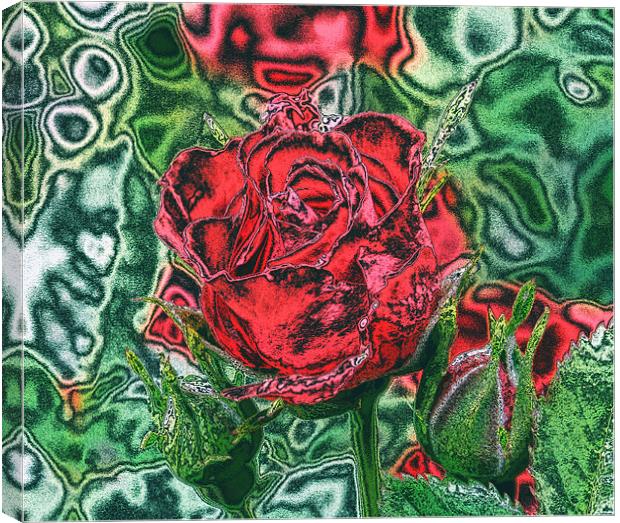 Red Rose Canvas Print by carin severn