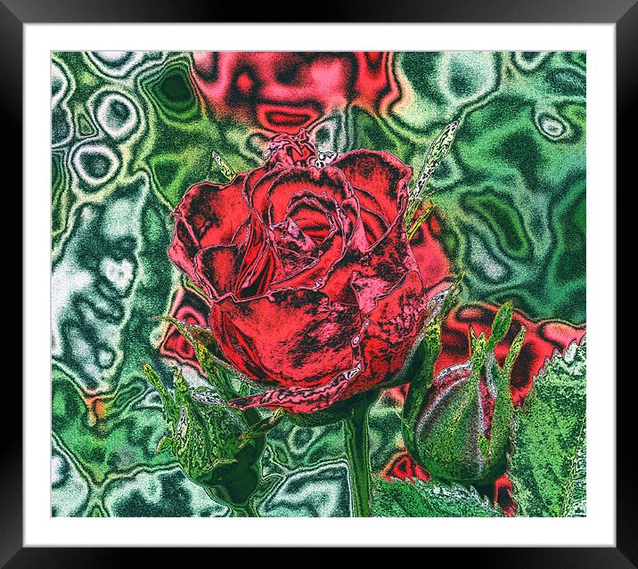 Red Rose Framed Mounted Print by carin severn