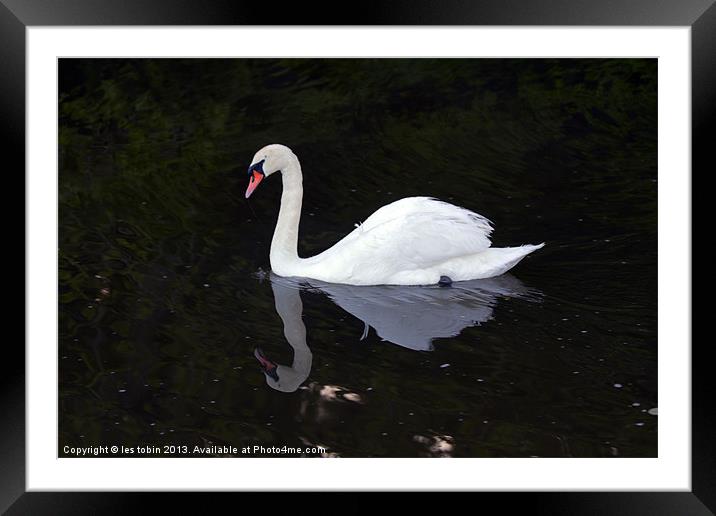 Lone Swan Framed Mounted Print by les tobin