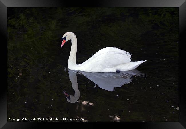 Lone Swan Framed Print by les tobin
